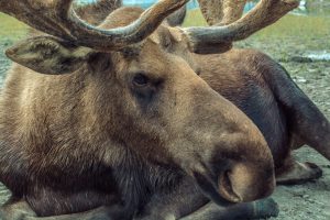 male moose up close 