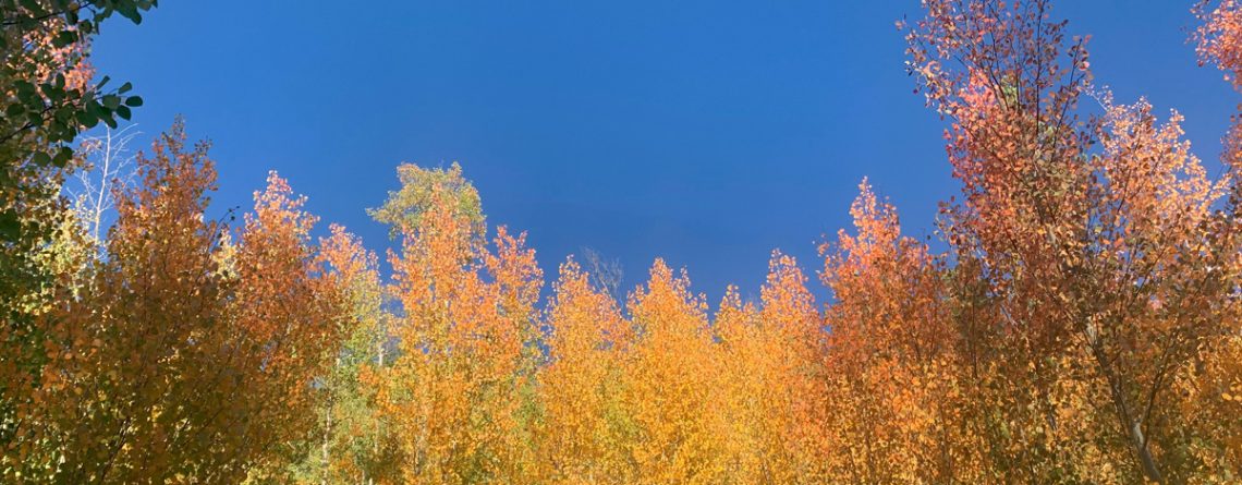 fall aspens in breckenridge